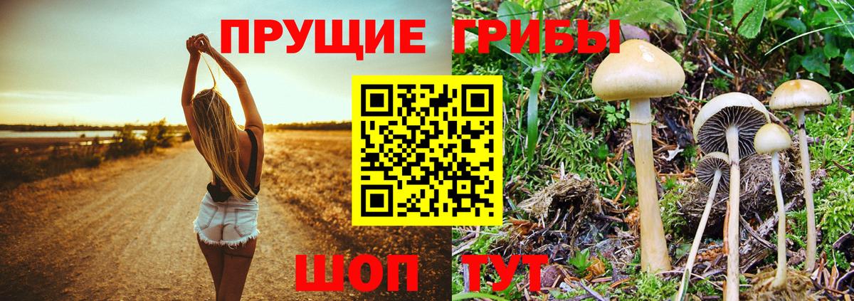 купить  сайты  Псилоцибиновые грибы Psilocybine cubensis  Вход с VPN  Галлюциногенные грибы Psilocybe  Черкесск 